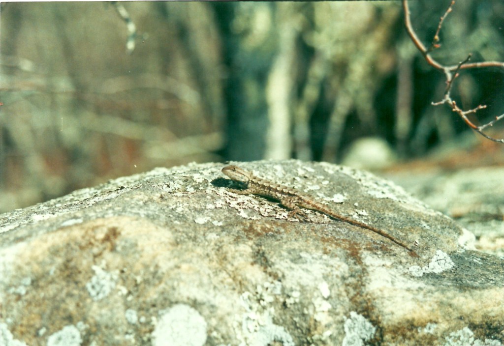 eastern fence lizard, (Sceloporus undulatus hyacinthinus)
